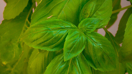 fresh basil leaves