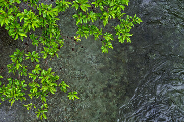 上から見下ろす綺麗な川の上の新緑。