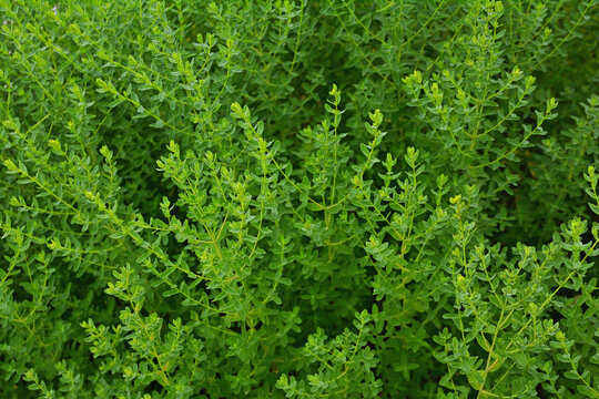 허브식물 세인트존스