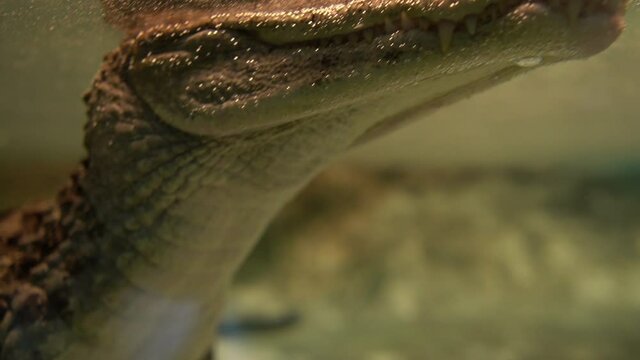 Crocodile froze in water, waiting for a victim