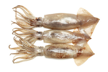 Fresh squid isolated on white background 