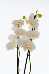 White Orchids with Yellow Center Isolated Against a White Backdrop