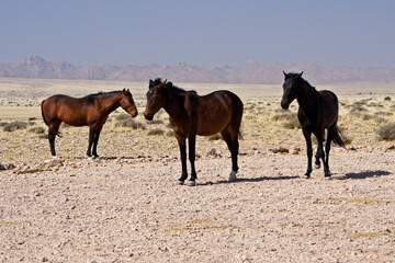 Garub Namib feral horses near Aus, Namibia