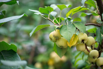 Begonia fruit on the branch that is about to mature