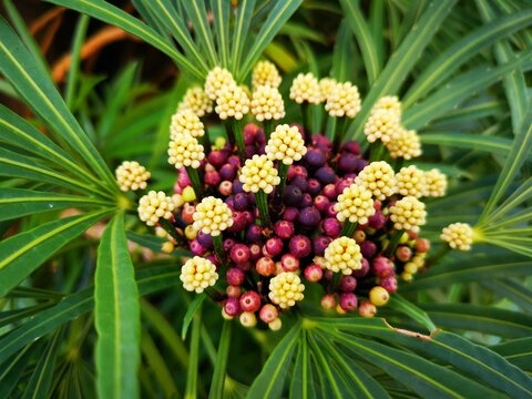 Blooming flowers 