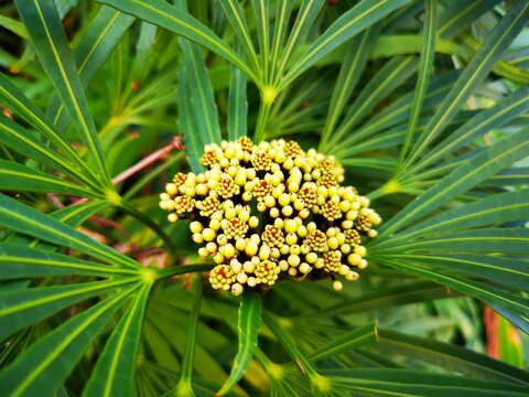 Blooming flowers 