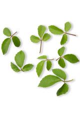 Fototapeta na wymiar tropical ivy leaf isolated on white background.