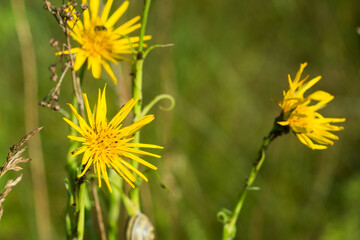 Tragopogon pratensis,  meadow salsify yellow flower closeup selective focus