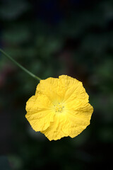 Obraz premium A yellow loofah flower
