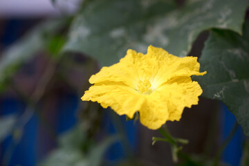 A golden loofah flower