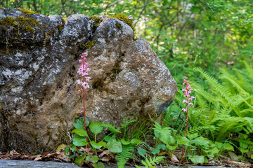 岩の前でに咲いた”紅花一薬草（Pyrola asarifolia subsp. incarnata）”／長野県佐久穂町の八千穂高原