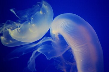 jellyfish in the water