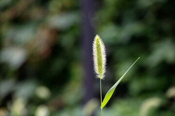 Outdoor dog's tail grass close-up