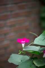 Daffodil in the wild