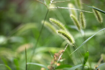 Dog's tail grass