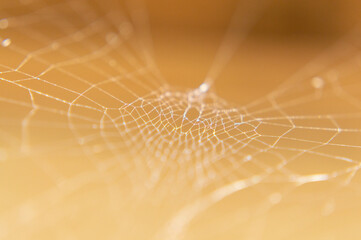 Tela de araña vista macro