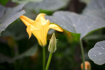 Golden pumpkin flower