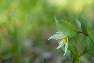 うつむいた“稚児百合(Disporum smilacinum)“に緑のコピースペース【イヌサフラン科】／八千穂高原（長野県）