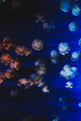 Obraz na płótnie Canvas Multicolored jellyfish in water in artificial light