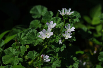 flowers in the forest