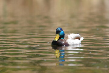 Male Mallard duck swimming in a pond - 441294675