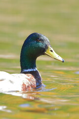 Male mallard duck looking up portrait mode - 441295027