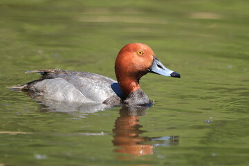 Male redhead duck swimming in a pond - 441295285