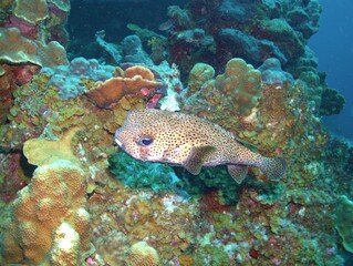 Naklejka na ściany i meble Porcupine Fish on the Reef