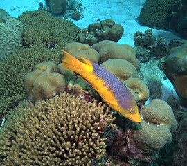 Spanish Hogfish on the Reef