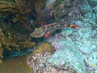 Stoplight Parrotfish on the Reef