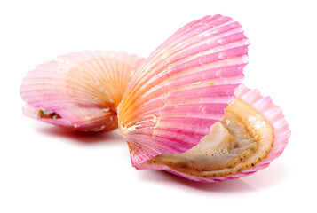 Raw scallop on white background 