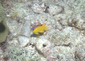 Fototapeta na wymiar Beau Gregory Damselfish on the Reef