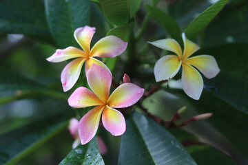 Three frangipani flowers in the outdoor garden.