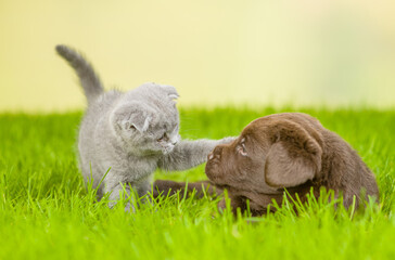 Playful kitten plays with Chocolate Labrador Retriever puppy on green summer grass