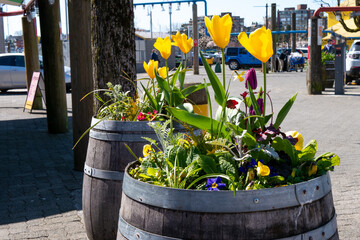 グランビルアイランドのチューリップ