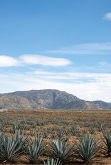 maguey-filled tequila field in jalisco with blue sky and mountains in the background