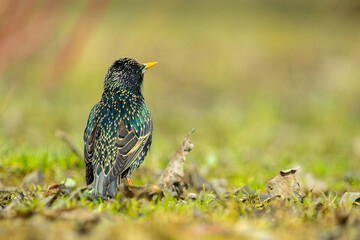 starling in the meadow