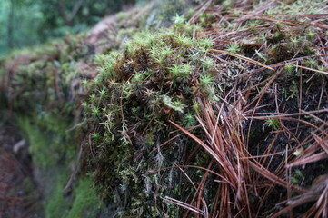 moss on a tree