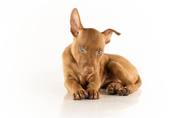 a puppy of the chirneco del etna breed