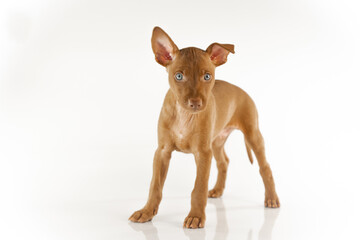 a puppy of the chirneco del etna breed