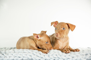 a puppy of the chirneco del etna breed