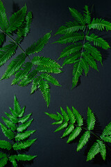 Different Types of Fern Fern leaves, Green Leaves - Winter Fern leaves, Light and shade indoor photography, top view