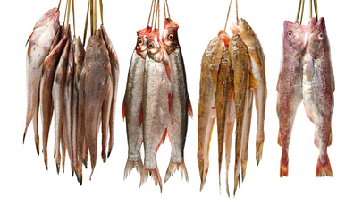 Fresh fish on white background 