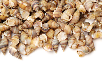 live conch on white background