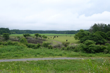 Fototapeta premium 静岡県富士宮市朝霧のキャンプ場