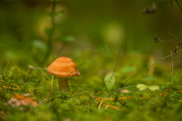 little mushroom world