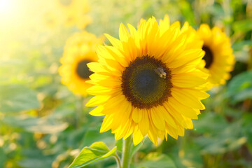 Sunflowers field in the sun. Agriculture and farming. Blooming yellow sunflowers in the rays of the sun. Farm plants. Sunflower oil raw materials