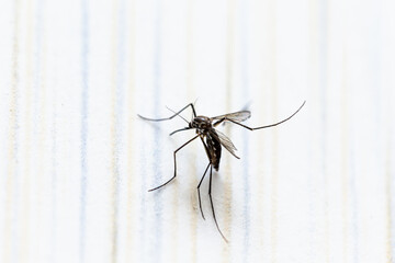 Close up a aedes aegypti mosquito
