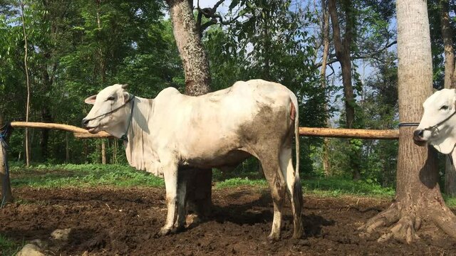 Ongole Crossbred cattle or Javanese Cow or White Cow or sapi peranakan ongole (PO) or Bos taurus is the largest cattle in Indonesia in traditional farm, Indonesia. Traditional livestock breeding.