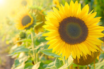 Sunflowers field in the sun.Blooming yellow sunflowers in the rays of the sun. Farm plants.  Agriculture and farming. 